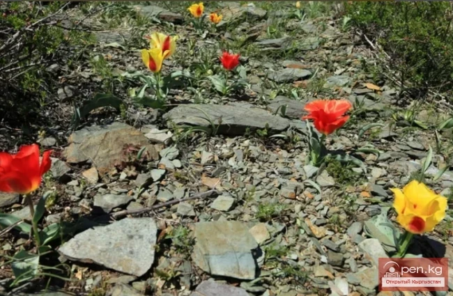 Мамлекеттик табигый парк «Чон-Кемин»