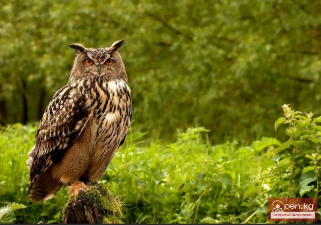 Мамлекеттик табигый парк «Чон-Кемин»