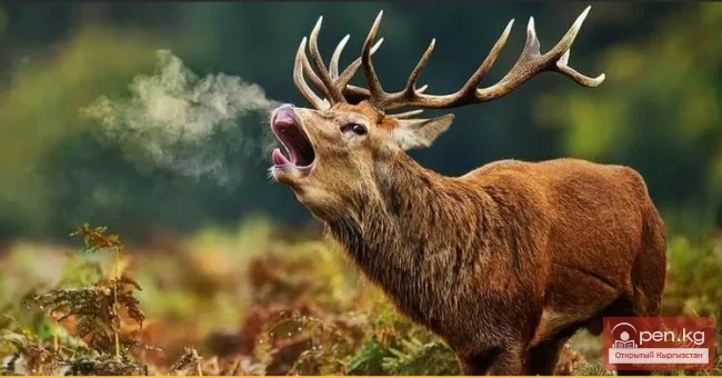 Мамлекеттик табигый парк «Чон-Кемин»