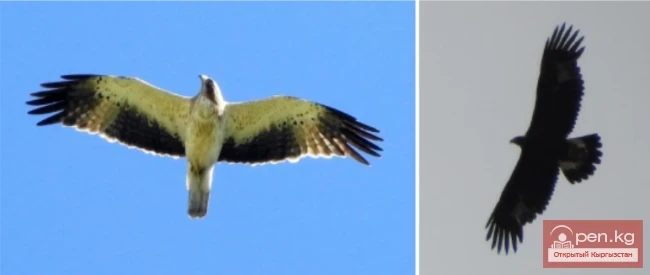 Мамлекеттик табигый улуттук парк «Салкын-Тор»