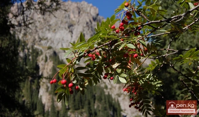 Мамлекеттик табигый улуттук парк «Салкын-Тор»