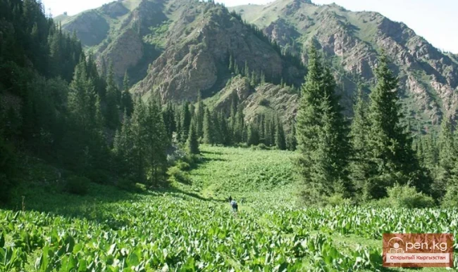 Мамлекеттик табигый улуттук парк «Салкын-Тор»