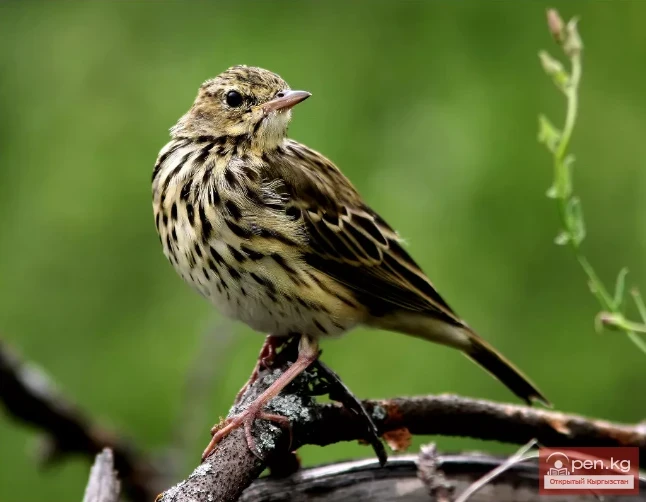 Теплоключенский заказник
