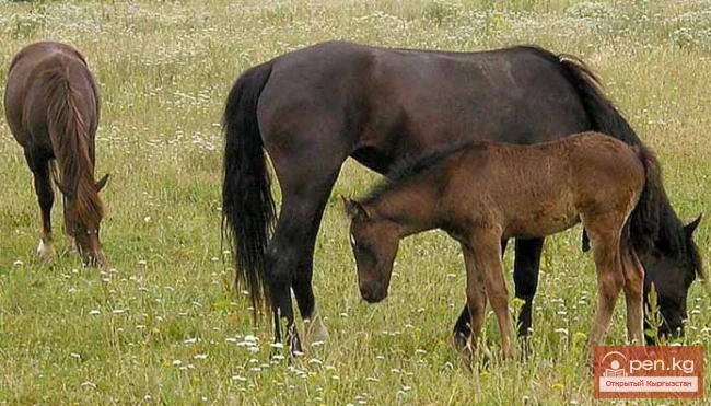 Private mini-guesthouse "Aydyn-Kul"