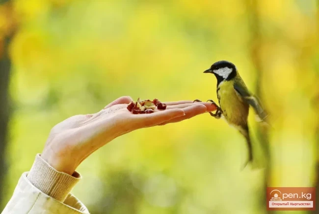 Ишеним жана Тынчтык