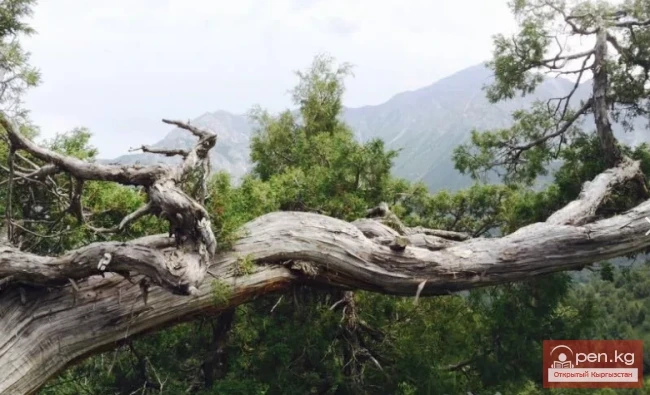 Улуттук табигый парк «Саркент»