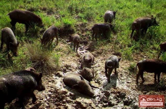 Улуттук табигый парк «Саркент»