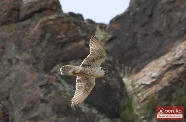 Улуттук табигый парк «Саркент»