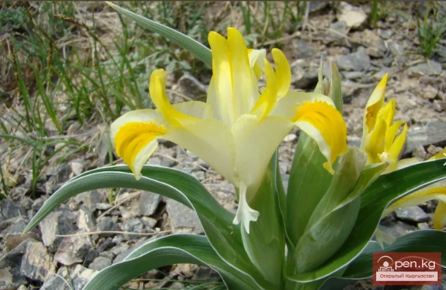 Улуттук табигый парк «Саркент»