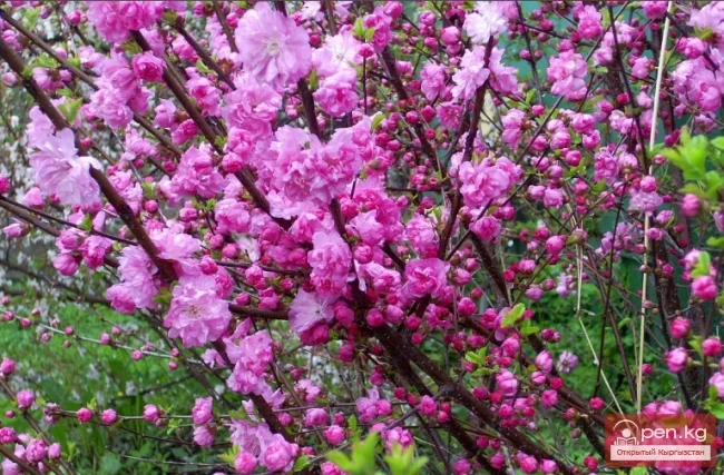 Улуттук табигый парк «Саркент»