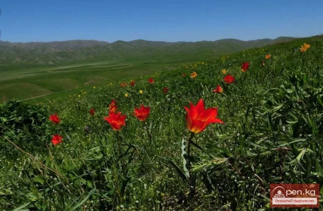 Чункурчак капчыгайы