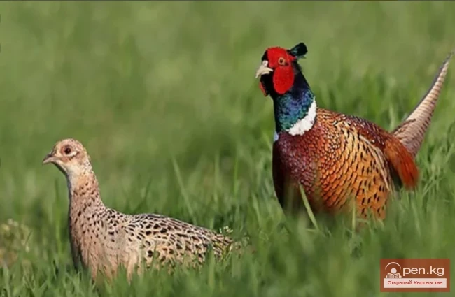 Джеты-Огузское ущелье