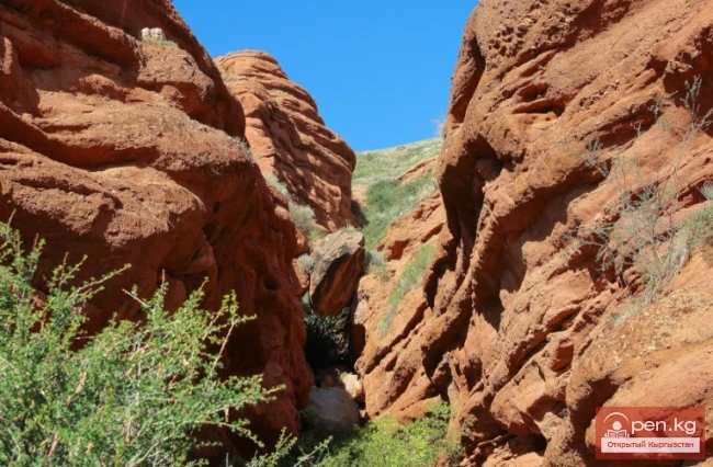 Джуука капчыгайы