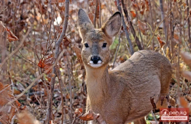 Чон-Кызыл-Суу жазыгы
