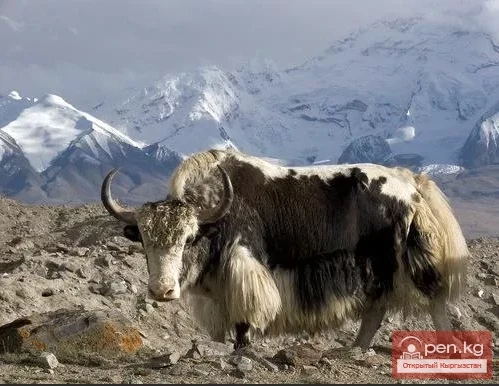 Mountain Ranges of Kyrgyzstan