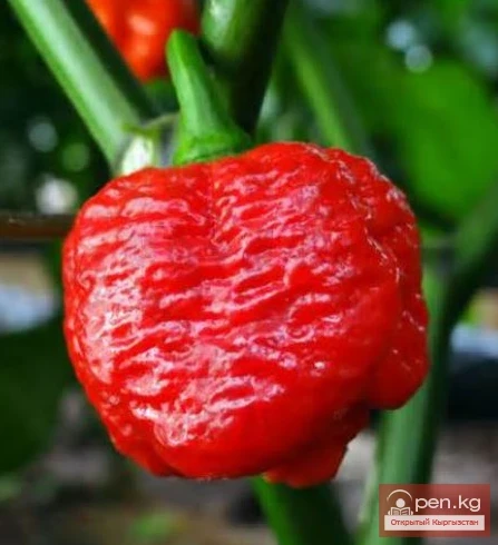 Необычные фермерские хозяйства