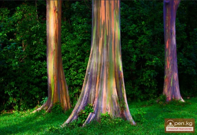 Rare Natural Phenomena on Earth