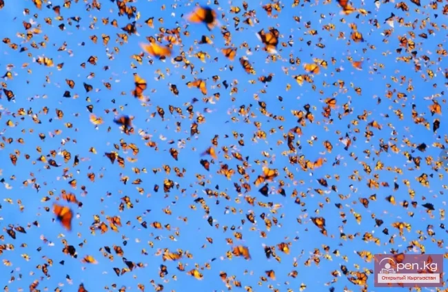 Rare Natural Phenomena on Earth