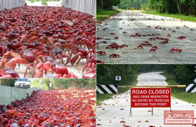 Rare Natural Phenomena on Earth