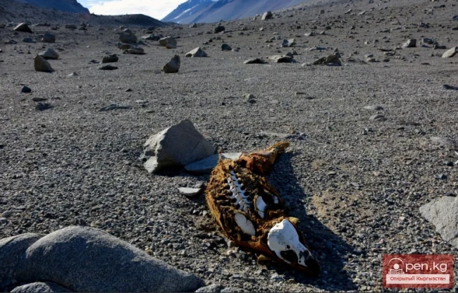 Жер планетасы жөнүндө кызыктуу фактылар