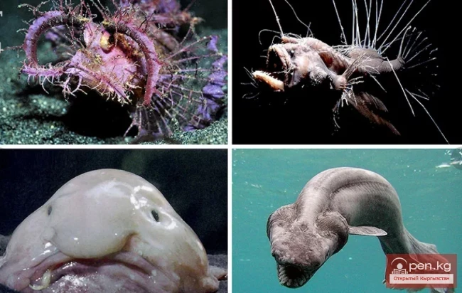 Express facts about Earth