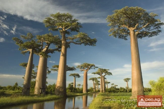 Дүйнөнүн ар кайсы бурчунан келген кызыктуу дарактар