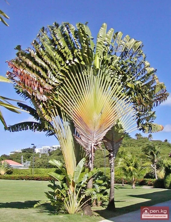 Дүйнөнүн ар кайсы бурчунан келген кызыктуу дарактар