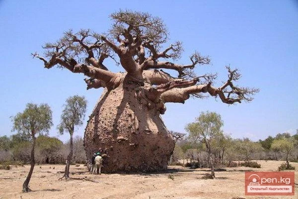 Дүйнөнүн ар кайсы бурчунан келген кызыктуу дарактар