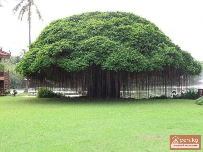 Дүйнөнүн ар кайсы бурчунан келген кызыктуу дарактар