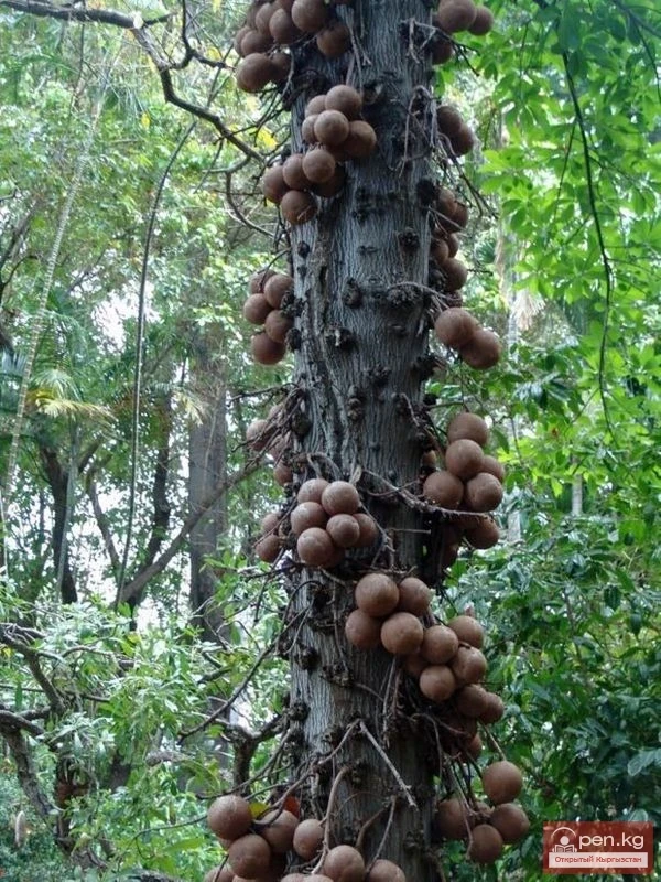 Дүйнөнүн ар кайсы бурчунан келген кызыктуу дарактар