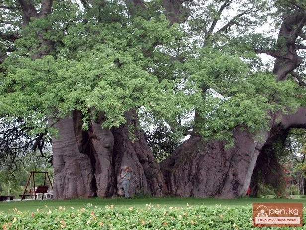 Дүйнөнүн ар кайсы бурчунан келген кызыктуу дарактар