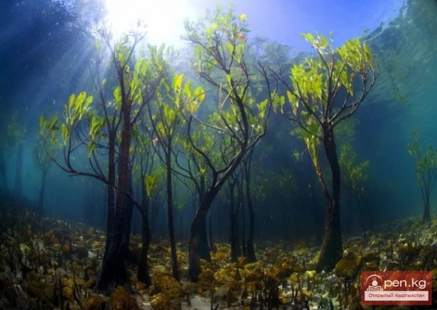 Дүйнөнүн ар кайсы бурчунан келген кызыктуу дарактар