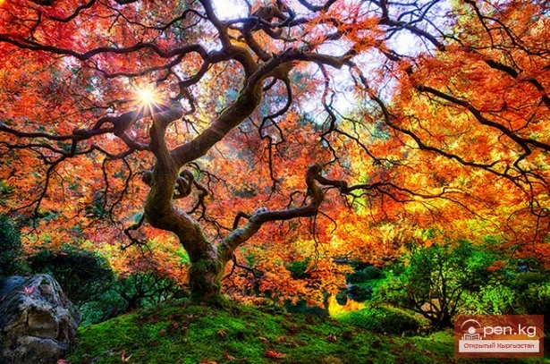 Дүйнөнүн ар кайсы бурчунан келген кызыктуу дарактар