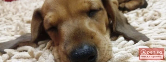 Международная выставка собак