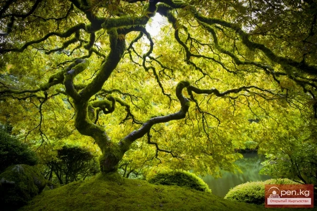 Дүйнөнүн ар кайсы бурчтарынан келген кызыктуу дарактар