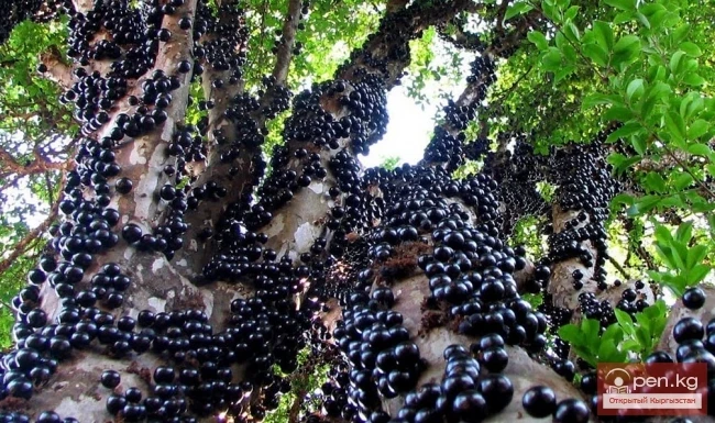 Дүйнөнүн ар кайсы бурчунан келген кызыктуу дарактар