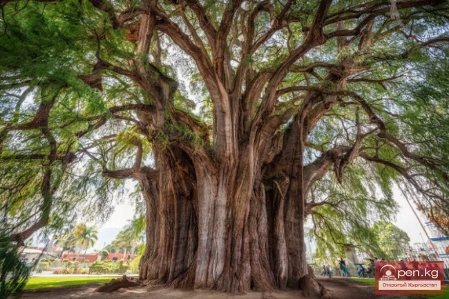 Дүйнөнүн ар кайсы бурчунан келген кызыктуу дарактар