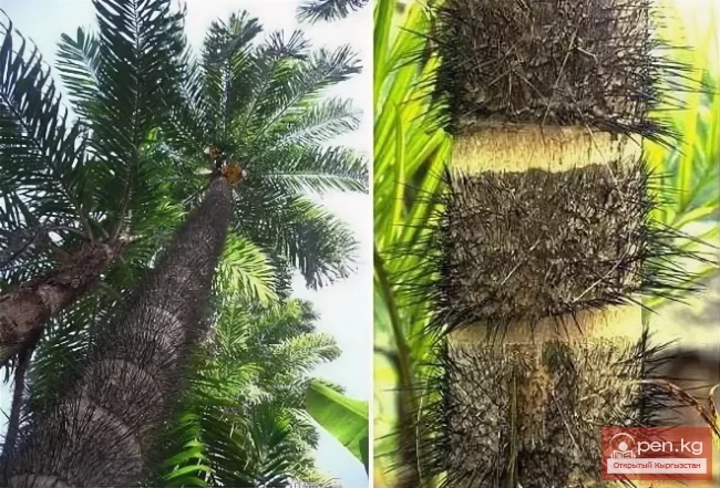 Дүйнөнүн ар кайсы бурчунан келген кызыктуу дарактар