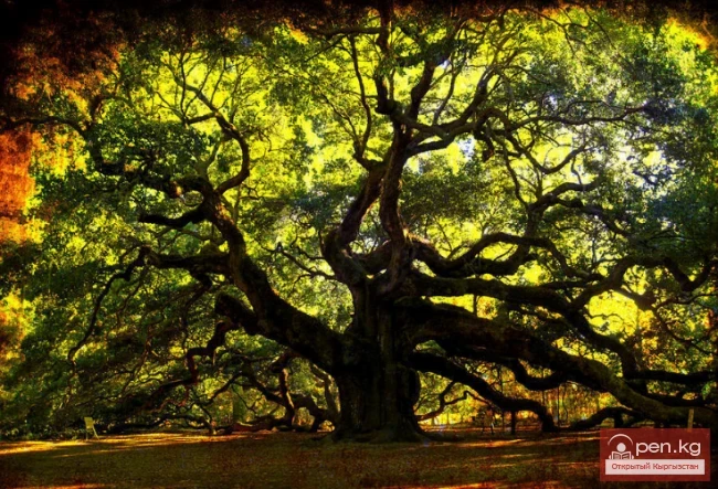 Дүйнөнүн ар кайсы бурчунан келген кызыктуу дарактар