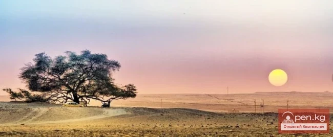 Дүйнөнүн ар кайсы бурчунан келген кызыктуу дарактар