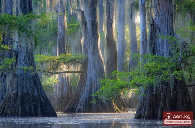 Дүйнөнүн ар кайсы бурчунан келген кызыктуу дарактар