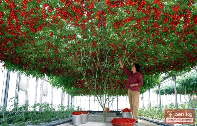 Дүйнөнүн ар кайсы бурчунан келген кызыктуу дарактар