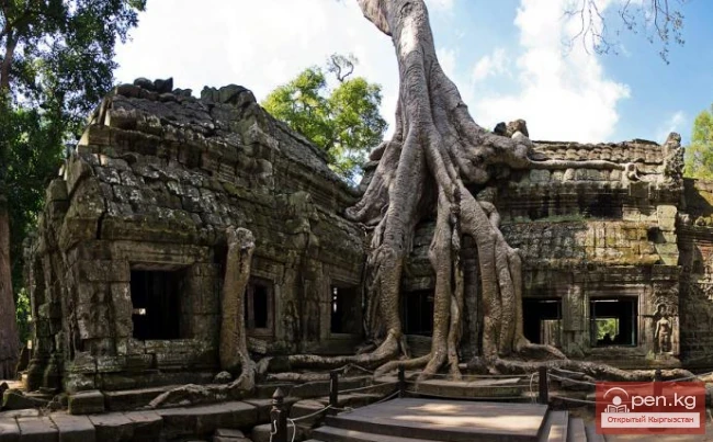 Дүйнөнүн ар кайсы бурчунан келген кызыктуу дарактар