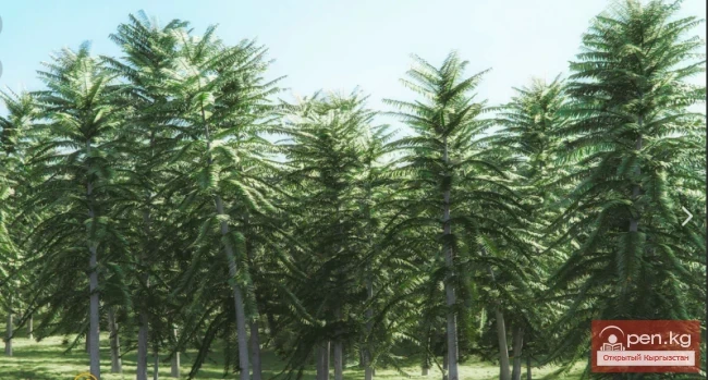 Дүйнөнүн ар кайсы бурчунан келген кызыктуу дарактар