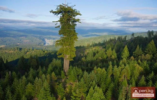 Дүйнөнүн ар кайсы бурчунан келген кызыктуу дарактар
