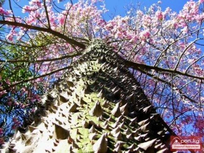 Дүйнөнүн ар кайсы бурчунан келген кызыктуу дарактар