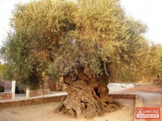 Дүйнөнүн ар кайсы бурчунан келген кызыктуу дарактар