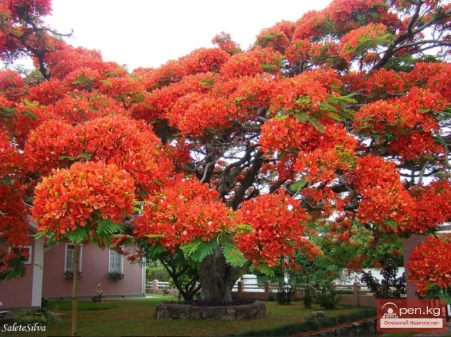 Дүйнөнүн ар кайсы бурчунан келген кызыктуу дарактар