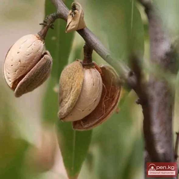 Natural beauty of Kyrgyzstan