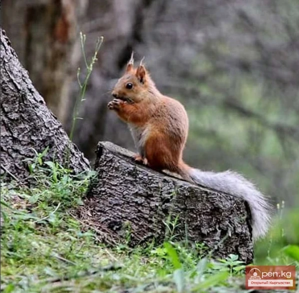 Natural beauty of Kyrgyzstan